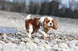 CAVALIER KING CHARLES 228